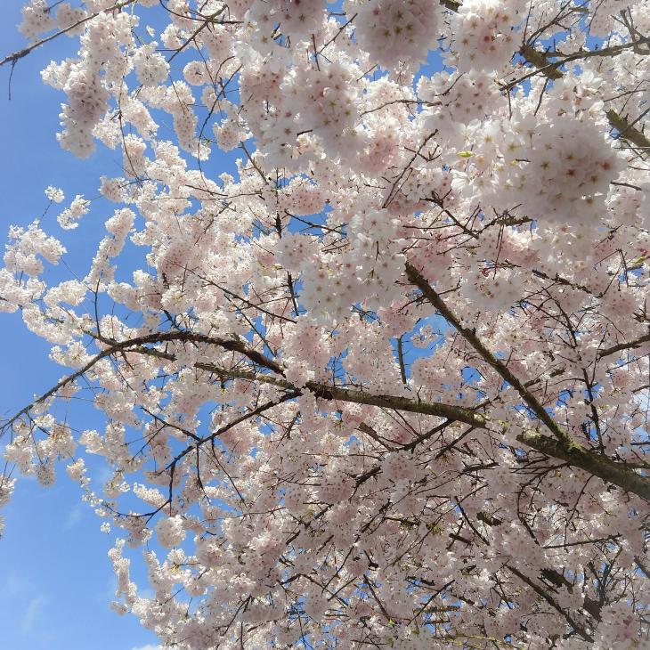 Photo of blossoms against a blue sky