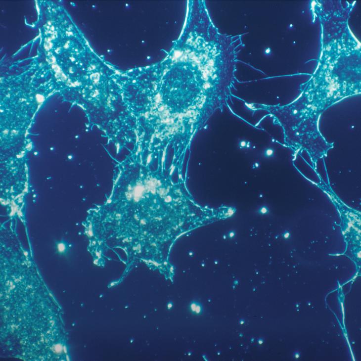 Normal cells of human connective tissue in culture at a magnification of 500x
