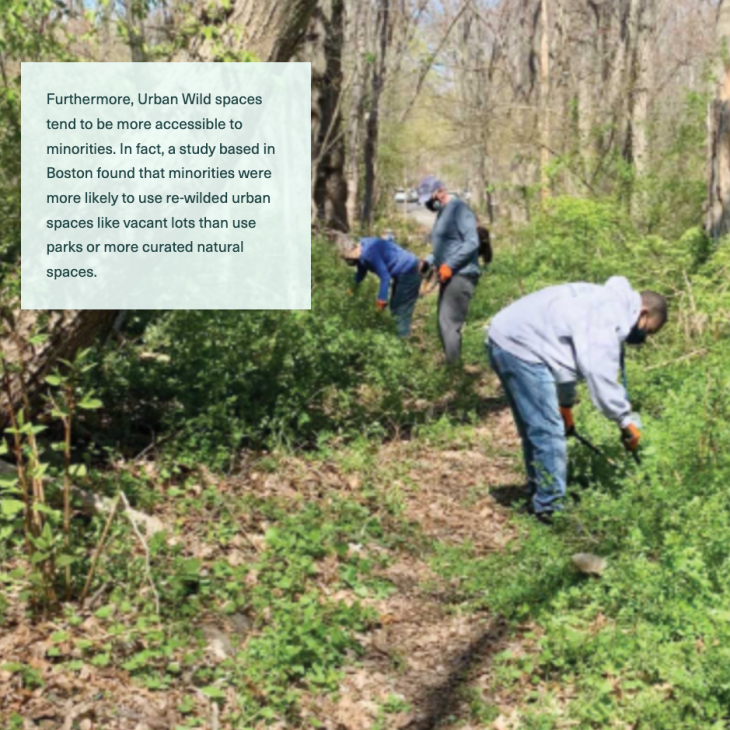 people working in a forest