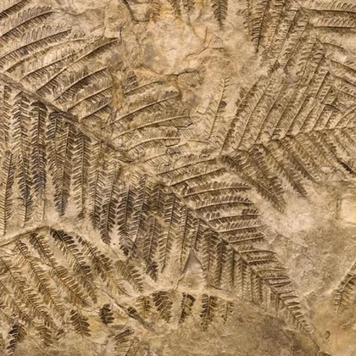 Traces of plant life in a rock