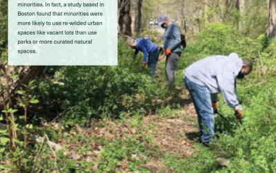 people working in a forest
