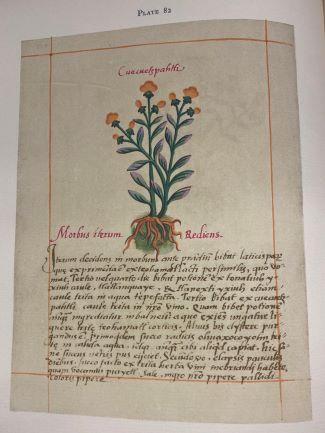 Illustration of medicinal herbs in the Badianus Manuscript