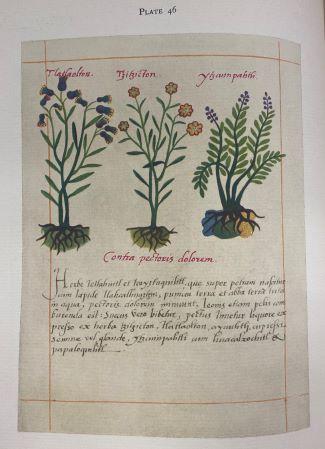 Illustration of medicinal herbs in the Badianus Manuscript