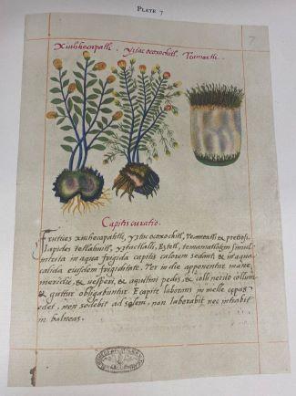 Illustration of herbs from the Badianus Manuscript