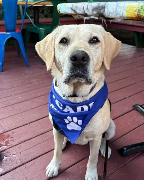 Dog with blue bandana