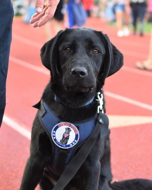 Black dog with blue harness