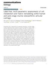 First page of article Label-free, multi-parametric assessments of cell metabolism and matrix remodeling within human and early-stage murine osteoarthritic articular cartilage