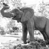staff_default.jpeg Staff default profile image of Tufts Jumbo statue